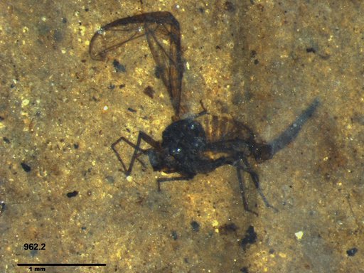 Aphididae