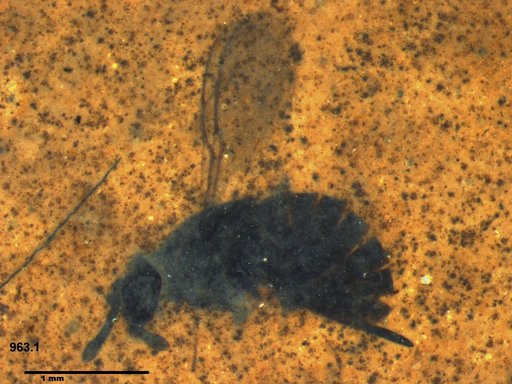 Genus sp