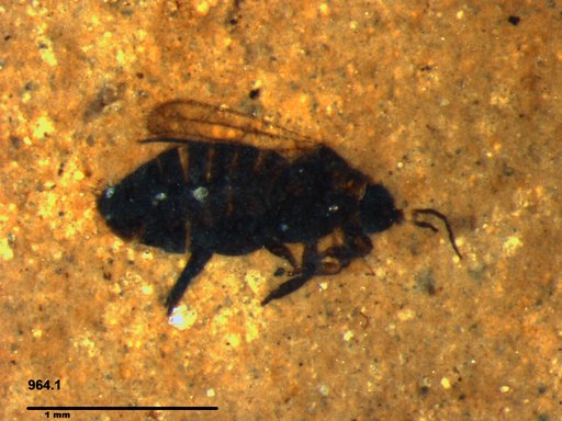 Genus sp