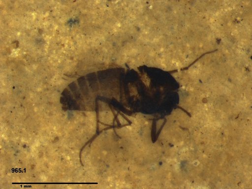 Diptera
