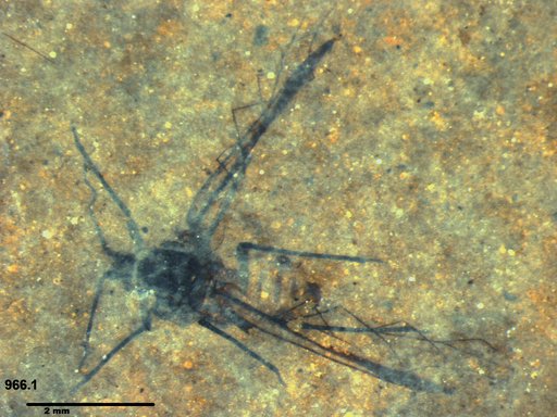 Aphididae