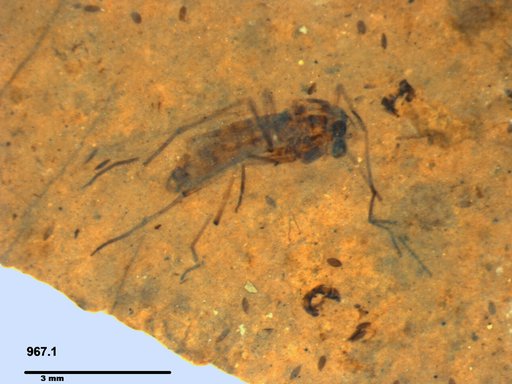 Diptera