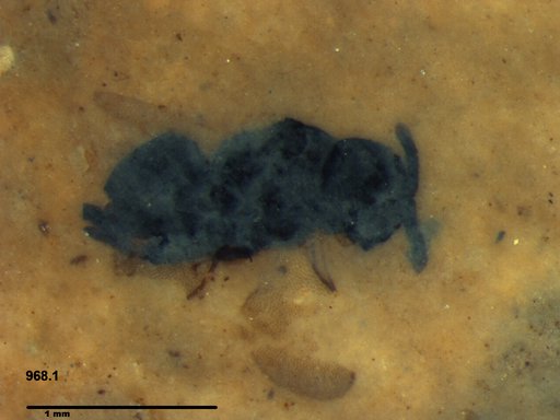 Genus sp