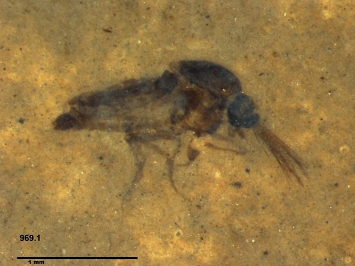 Diptera