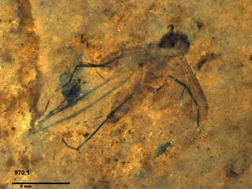 Diptera