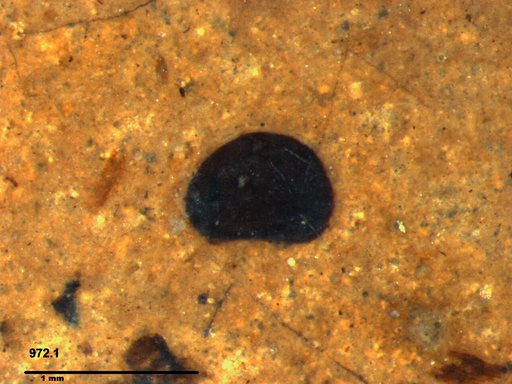 Tracheophyta