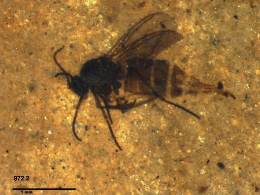 Sciaridae