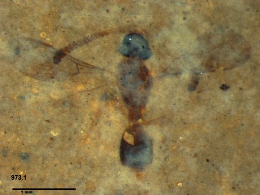 Diapriidae