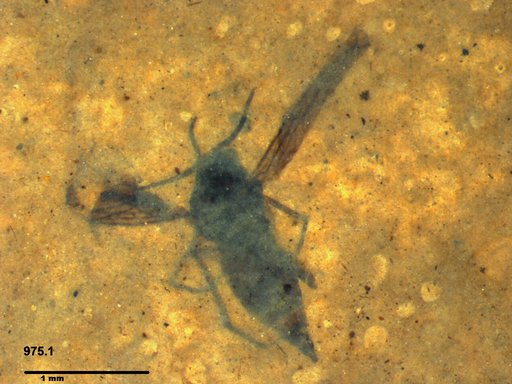 Diptera