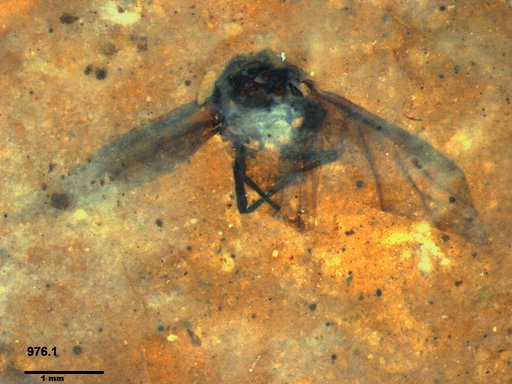 Aphididae