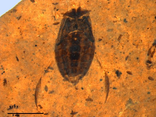 Corixidae