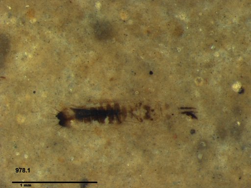 Genus sp