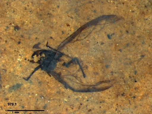 Aphididae