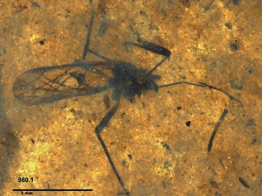 Aphididae