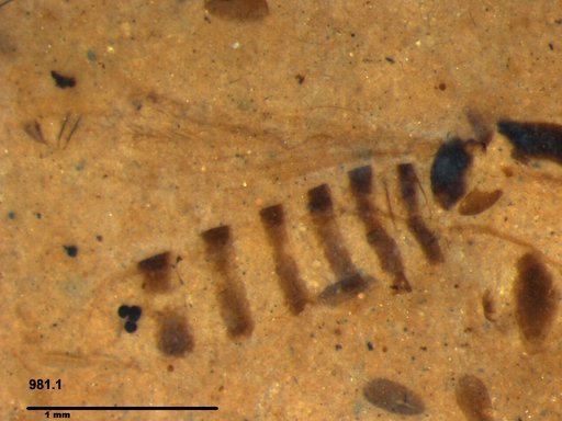 Chaoboridae
