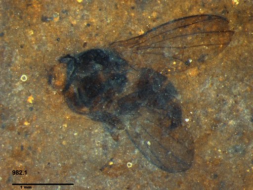 Diptera