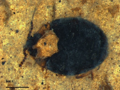 Chrysomelidae