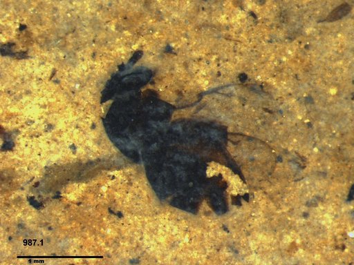 Genus sp