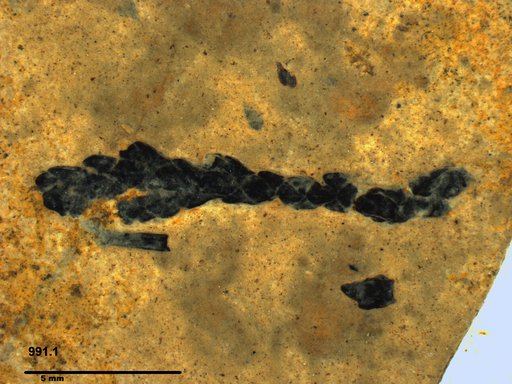 Tracheophyta