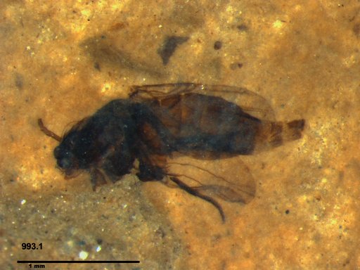 Diptera