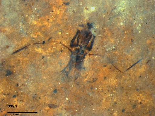 Notonectidae