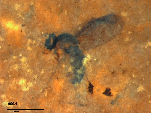 Diptera