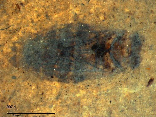 Corixidae