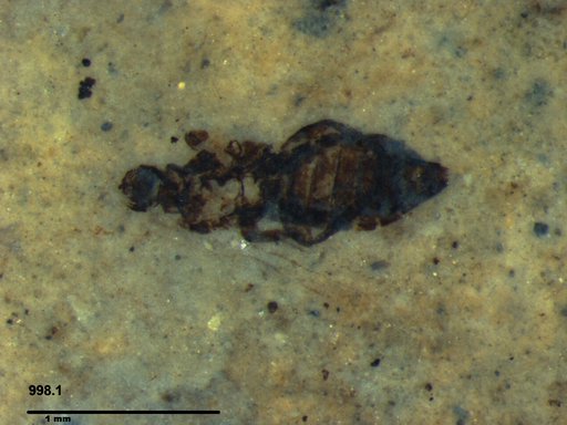 Genus sp