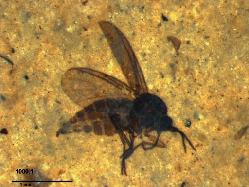 Sciaridae