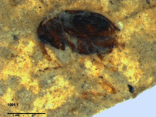Genus sp