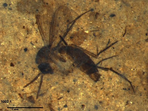 Mycetophilidae