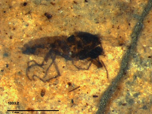 Diptera