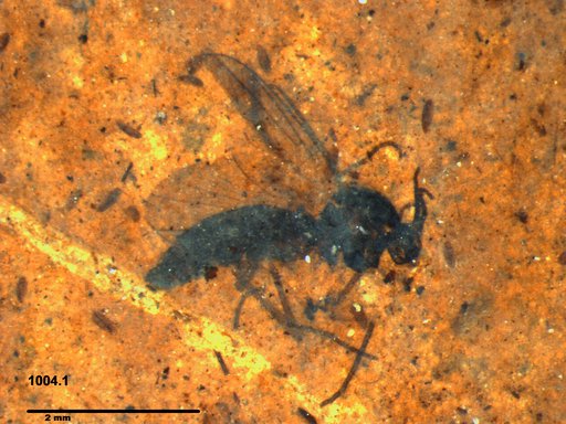 Diptera
