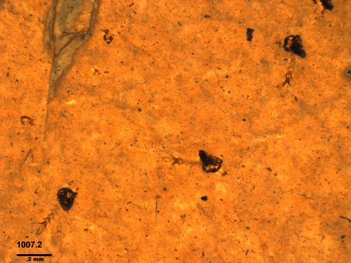 Chaoboridae