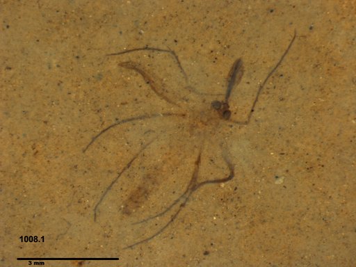 Genus sp