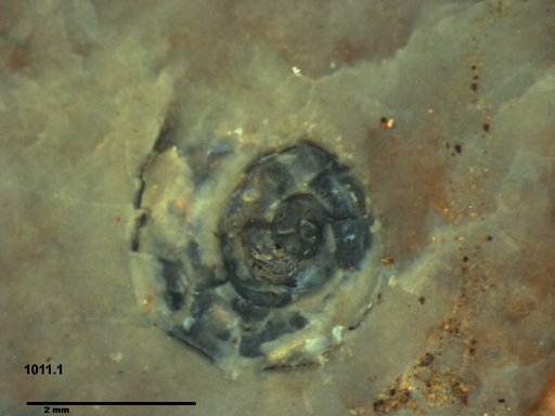 Gastropoda