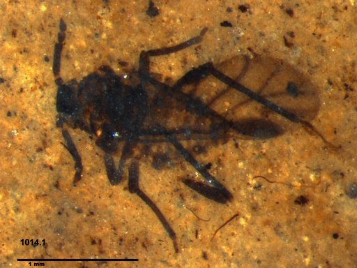 Aphididae