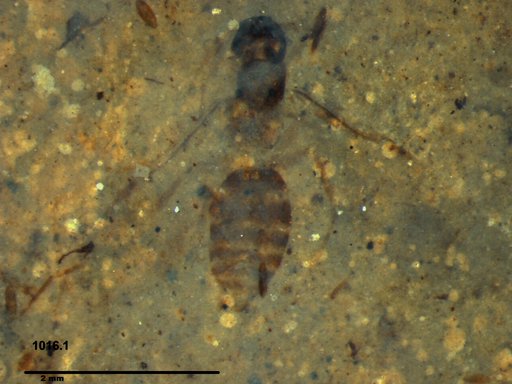 Formicidae
