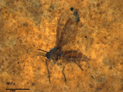 Sciaridae