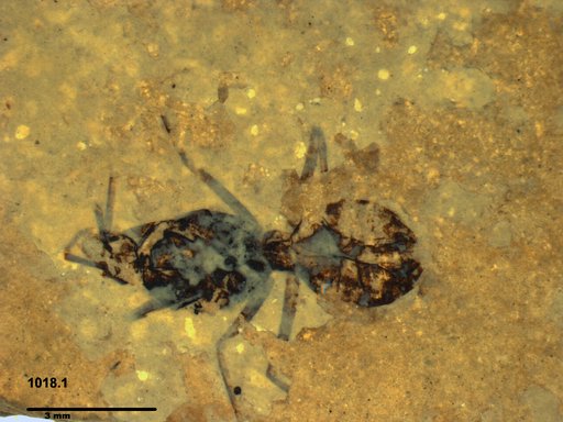 Formicidae