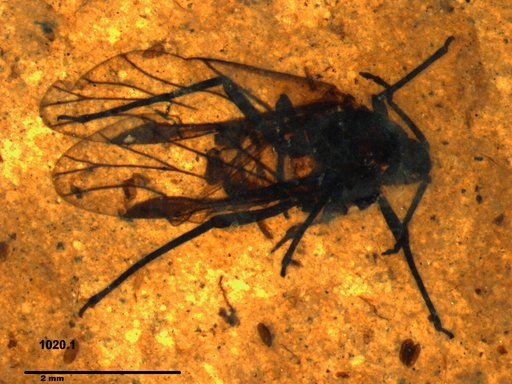 Aphididae