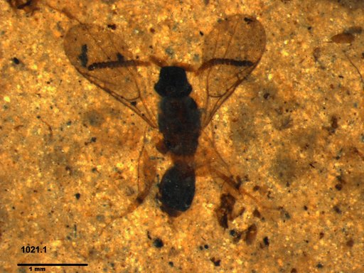 Diapriidae