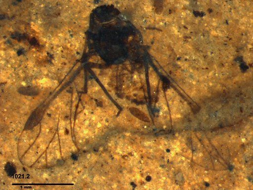 Aphididae