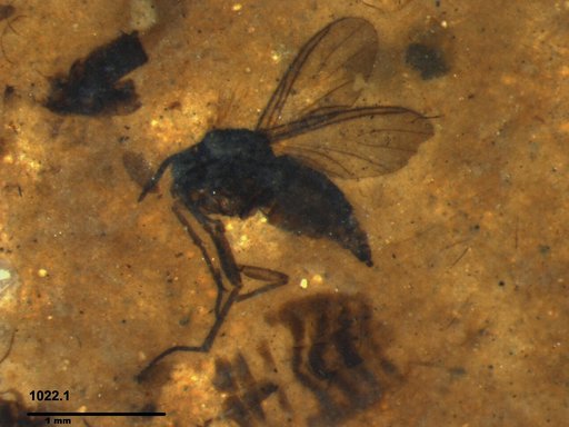 Diptera