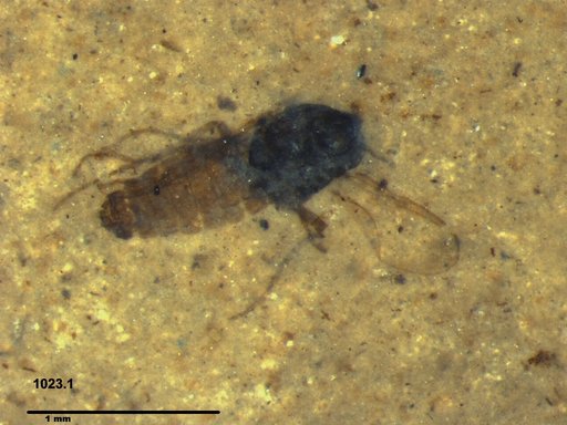 Diptera