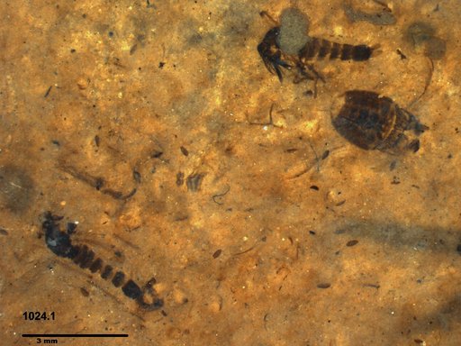 Chaoboridae