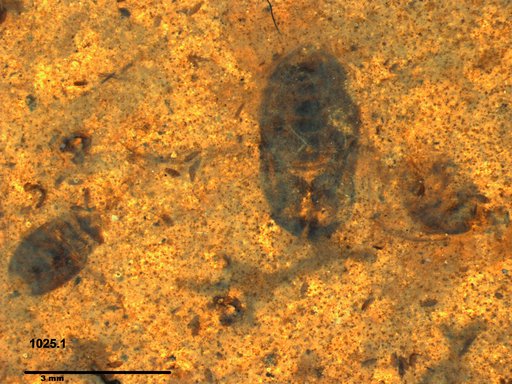 Corixidae