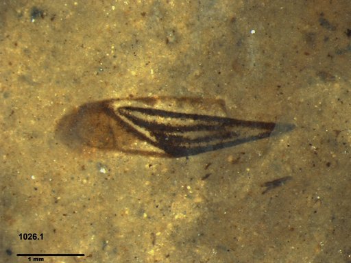 Genus sp