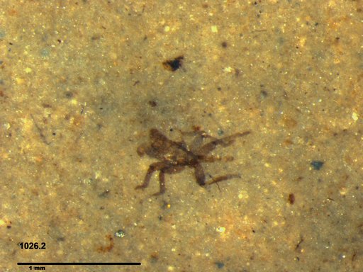 Genus sp