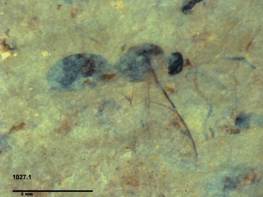 Ichneumonidae